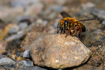 Beautiful bee on stone in nature, Thailand.