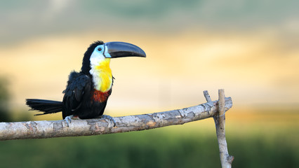 Toucan sitting on a branch