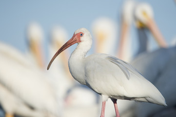 White Ibis stands in front of a flock of White Pelicans on a sunny day with its big curved red bill.