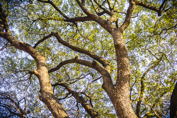 Views of the big trees in the park, Upward perspective view.