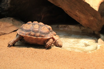 trinkende Schildkröte