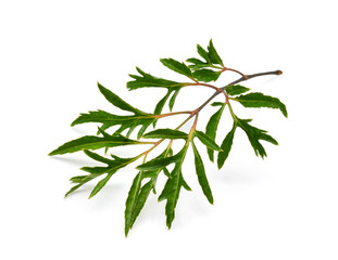 Polyscias leaf isolated on white background