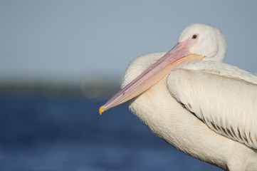 A White Pelican holds its large pink beak against its curved neck on a bright sunny day with a blue background.