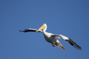 An American White Pelican glides in to land with its wings out and feet down with a bright blue sky.