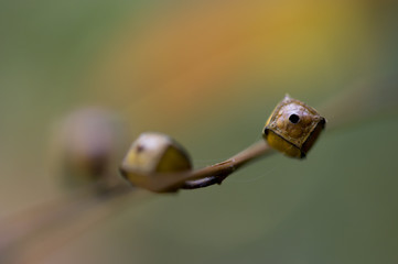 A close up detail of a square Seedbox branch against a smooth green, orange and yellow background.