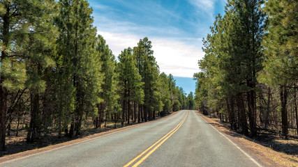 Highway through the forest near Grand canion, Arizona