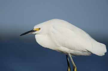 A bright white Snowy Egret standing in front of a smooth blue background on a sunny day.