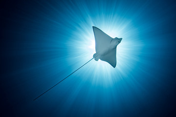 Spotted Eagle Ray -  Aetobatus ocellatus - swims under the sun. Komodo National Park, Indonesia.