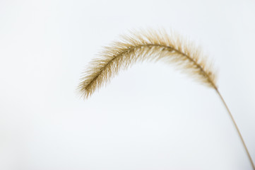 A single piece of isolated tall brown grass stands out against a solid white background of snow.