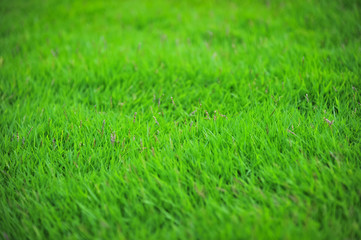 Fototapeta na wymiar green lawn,backyard for background