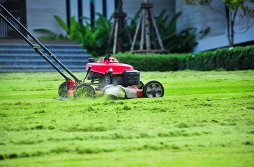 Obraz premium Lawn mower cutting green grass in backyard,Garden service,grass cutter cutting green lawns.
