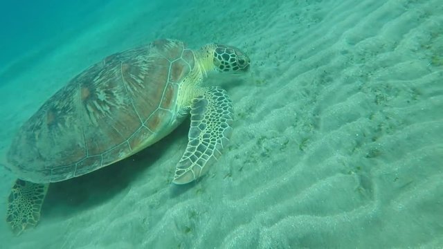Echte Karettschildkr&ouml;te beim Grasen
