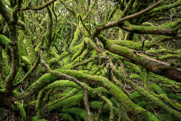 The gree hell. Mossy roots and trunks in deep forest.
