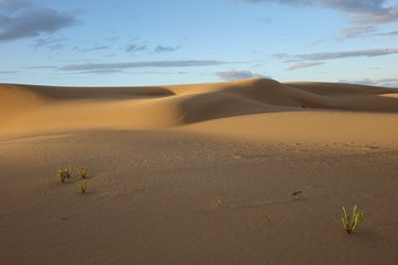 The natural Park in Corralejo the canary-islands Spain
