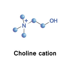 Choline cation sets in head groups of phosphatidylcholine and sphingomyelin, phospholipids of cell membranes. It is precursor of neurotransmitter acetylcholine, for memory and muscle control functions