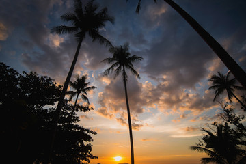 Coconut Trees Silhouette At Sunset