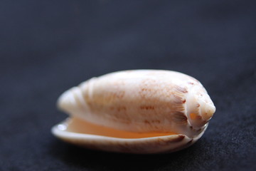 Macro Imagery Beach Seashells Natural  Colors 