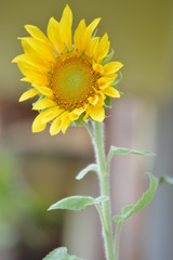 Fototapeta premium Girasol
