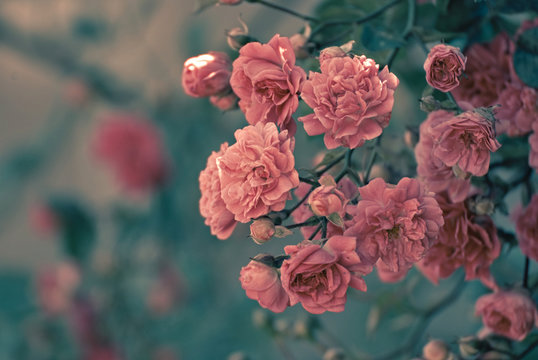 Beautiful Climbing Roses 