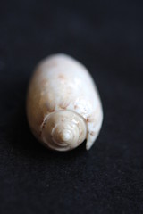 Macro Imagery Beach Seashells Natural  Colors 