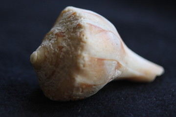 Macro Imagery Beach Seashells Natural  Colors 