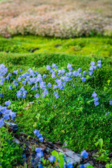 beautiful landscaping with beautiful plants
