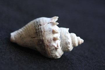Macro Imagery Beach Seashells Natural  Colors 