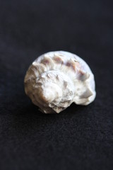 Macro Imagery Beach Seashells Natural  Colors 