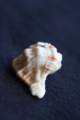Macro Imagery Beach Seashells Natural  Colors 
