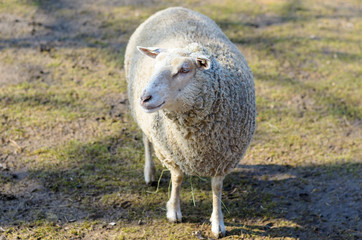 Obraz premium White sheep standing on ground