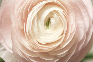 tender pink ranunculus flower