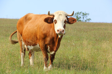 Fototapeta na wymiar Stojąca krowa na łące