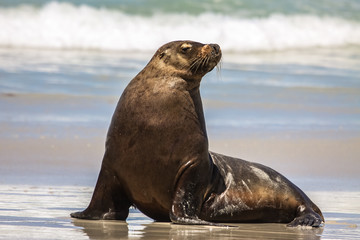 Australian sea lion on the beach sitting upright, Seal Bay, Kangaroo Island, South Australia