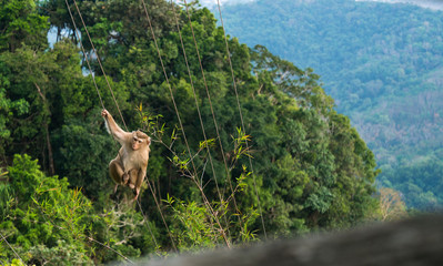 monkey climbs on the stretched ropes against the backdrop of mountain forests.