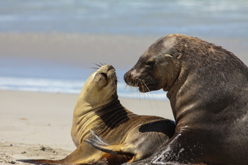 Couple of Australian sea lion in love on the beach, Seal Bay, Kangaroo Island, South Australia