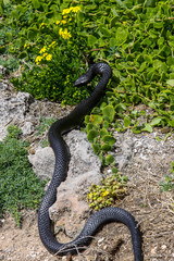 Dangerous Black tiger snake in natural habitat, Kangaroo Island, South Australia