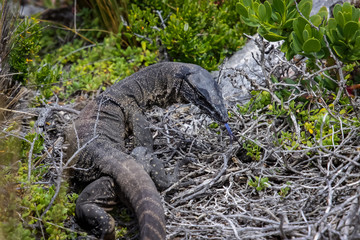 Close up of Lace Monitor sticking out the tongue, Kangaroo Island, South Australia