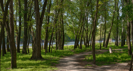 Fototapeta na wymiar Pathway in the shade of park trees along rowing canal.