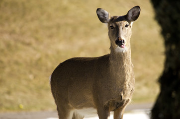 Funny wild deer with tongue out