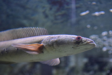 Great snakehead