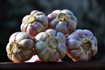 A bunch of ripe garlic stem, heads and teeth on blurred background