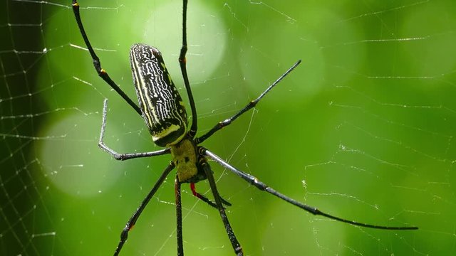Large nephila spider with her cub on the web, 4k
