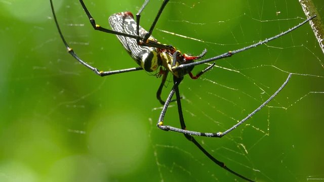 Large nephila spider with her cub on the web, 4k

