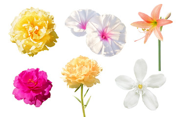 Set of various beautiful flowers isolated on white background