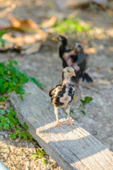 Chicks were walking along the ground looking for food and hay in the evening.