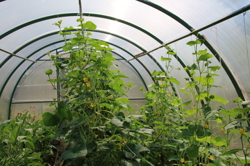 Cucumbers (Cucumis sativus) and peppers (Capsicum) growing in the modern arc polycarbonate greenhouse