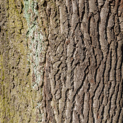 bark of an old oak