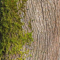 Obraz premium bark and lichen at an old oak