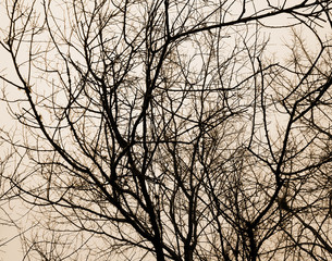 Forest trees. nature black and white wood  backgrounds