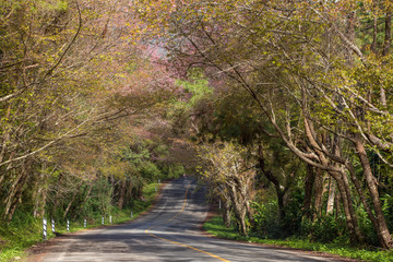 Obraz premium Blooming sakura tree along the beautiful road in Doi Ang Khang National Park, Northern Thailand.